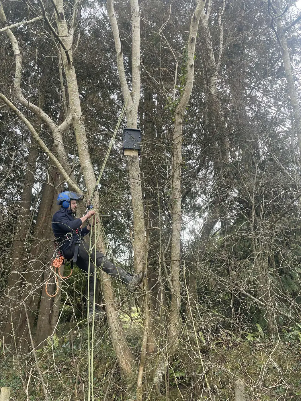 Arborist using ropes during tree work