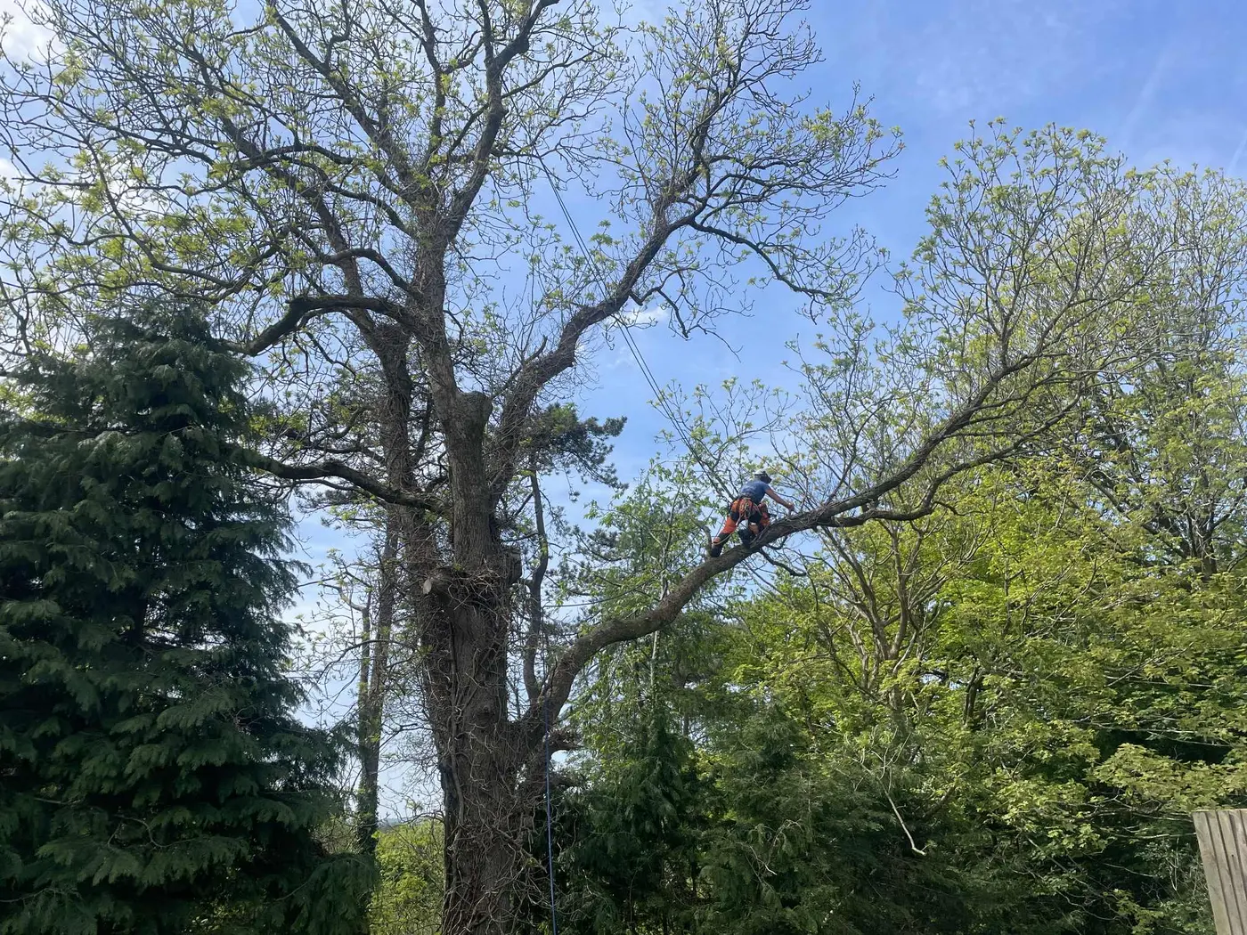 Timber team working on a tree in Pembrokeshire