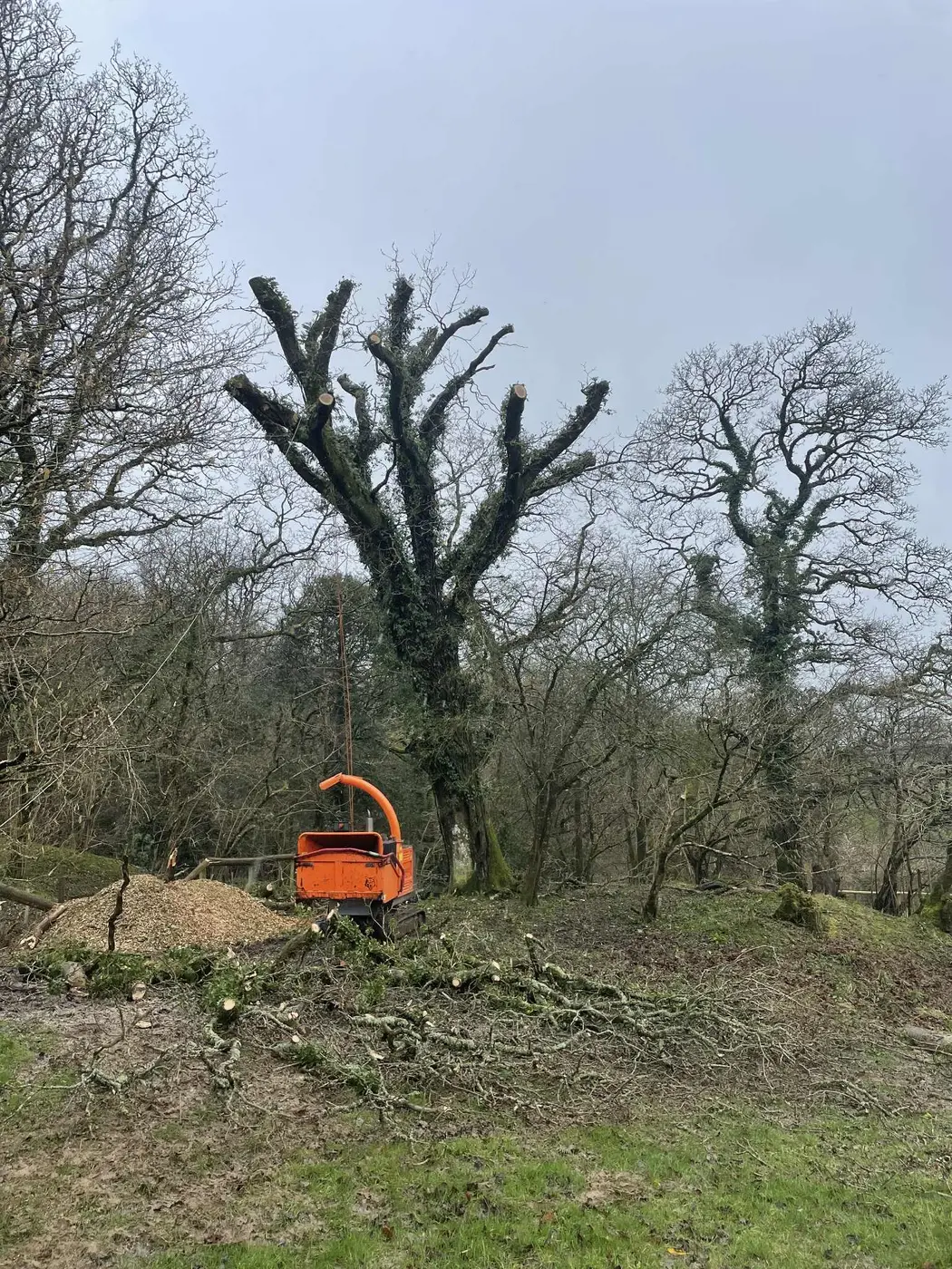 Arborist pruning a mature tree in Pembrokeshire