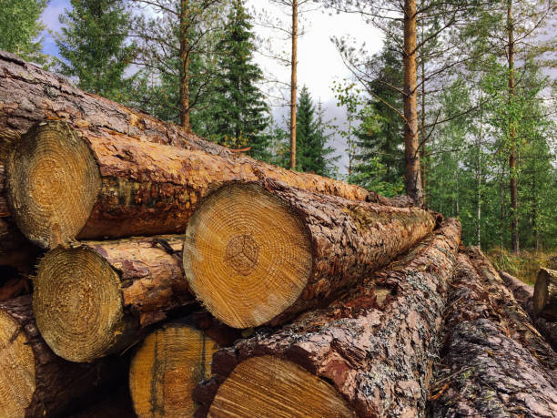 Rose Villa Timber Team
