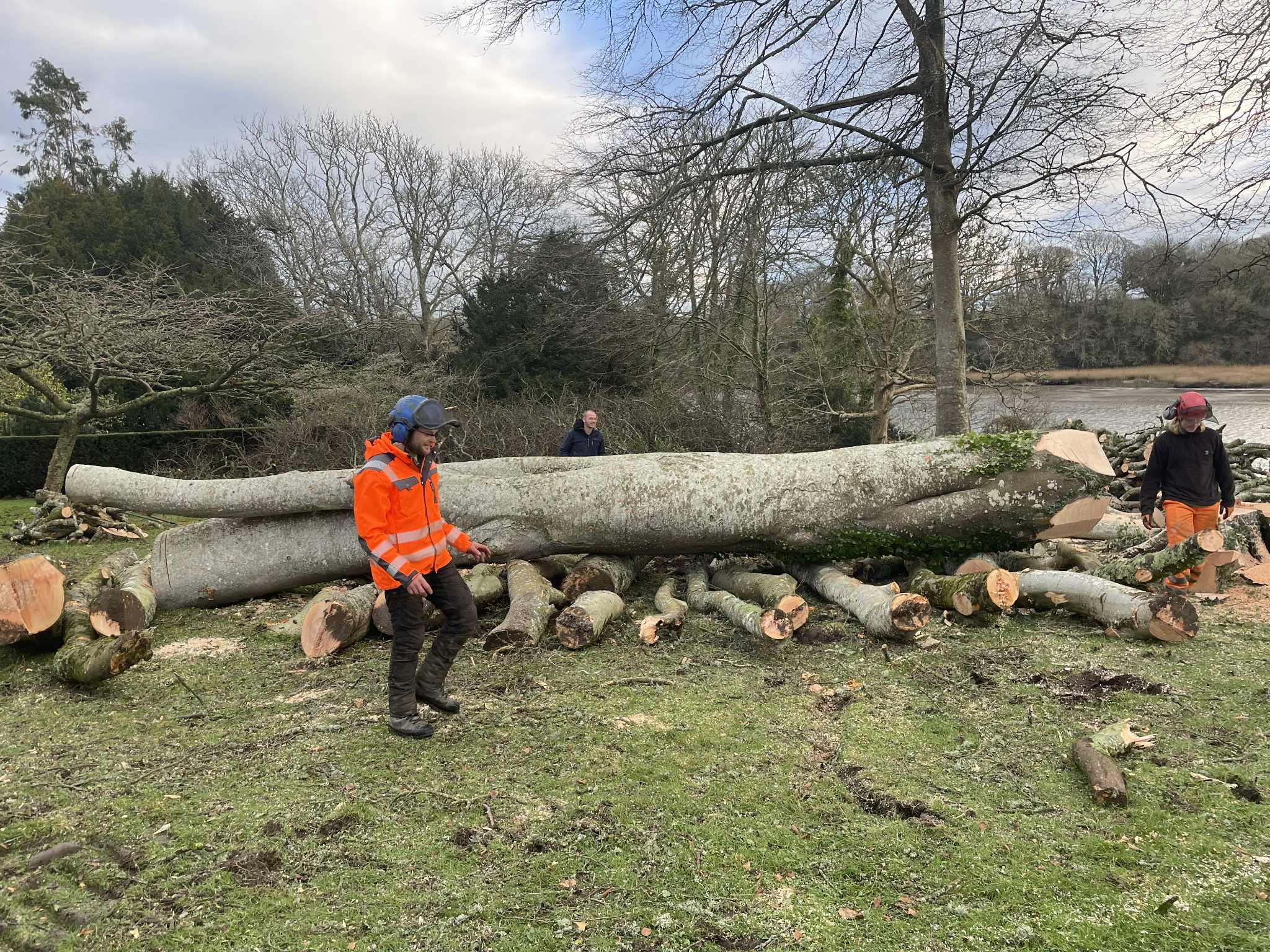 Large felled tree being processed into logs