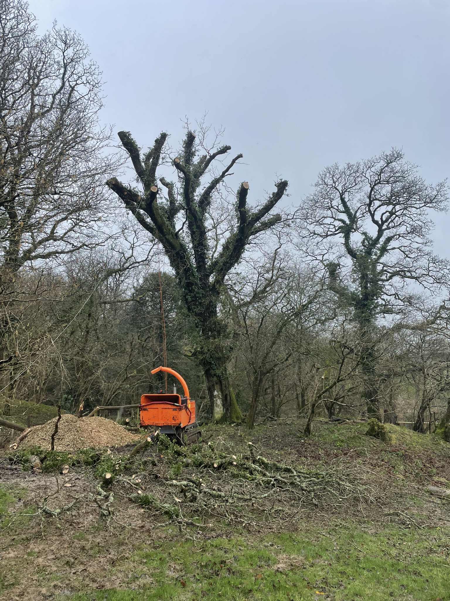 Stump and chipper at a tree work site